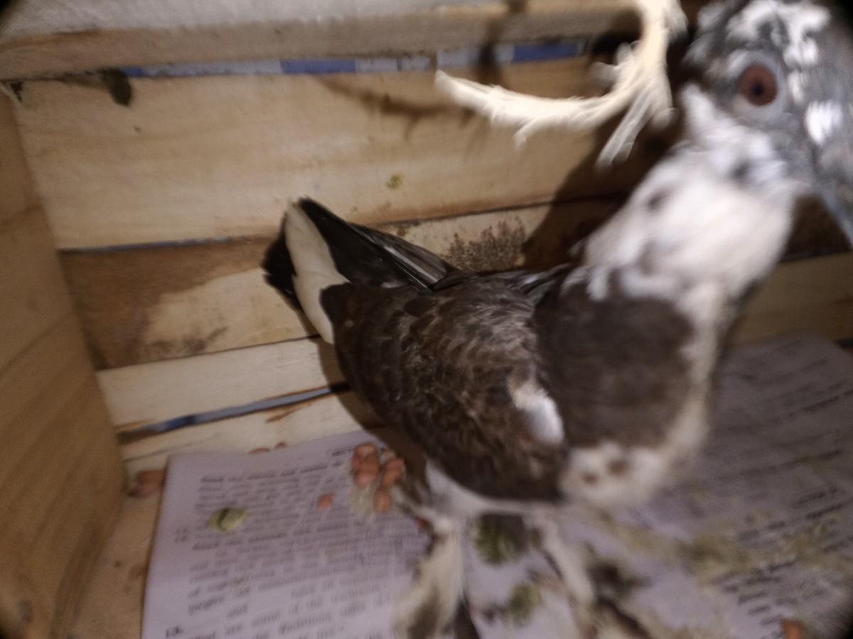 थंबनेल 2