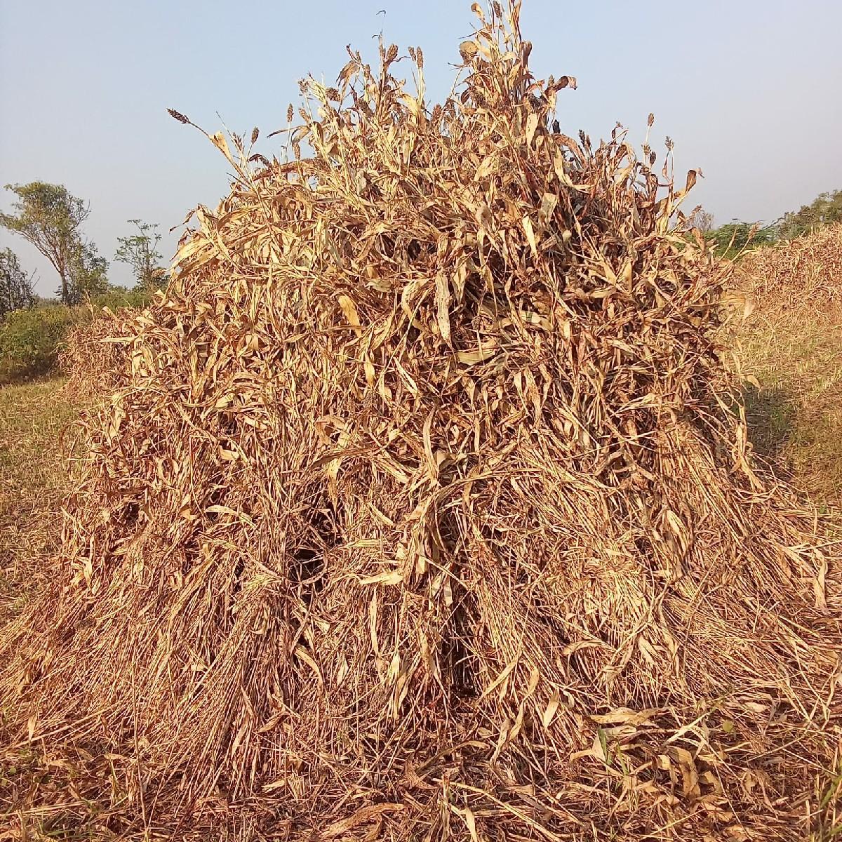 જયદીપભાઈ હરણ