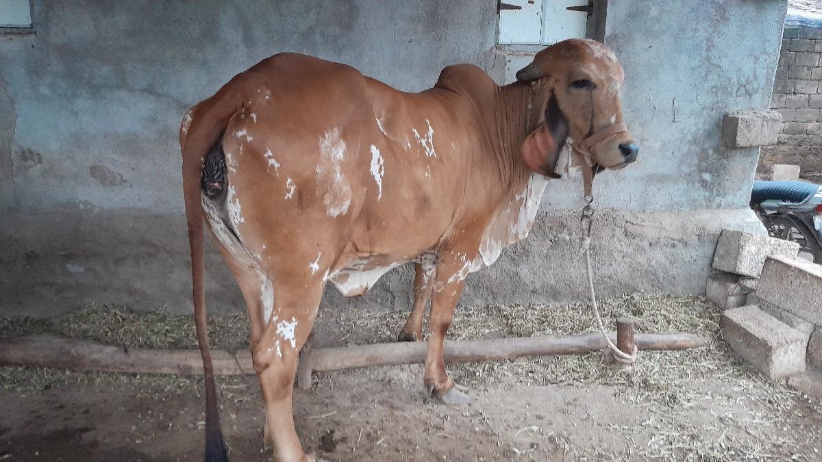 થંબનેલ 3