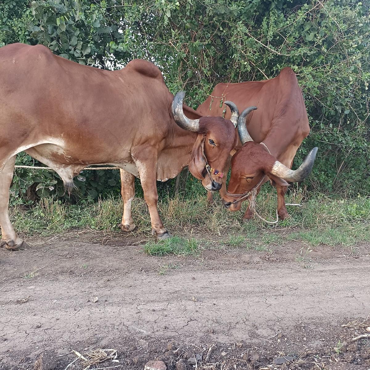 थंबनेल 2