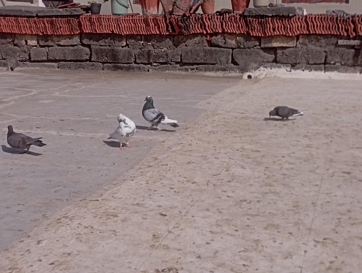 4 નગ છે એક સાથે છે 900