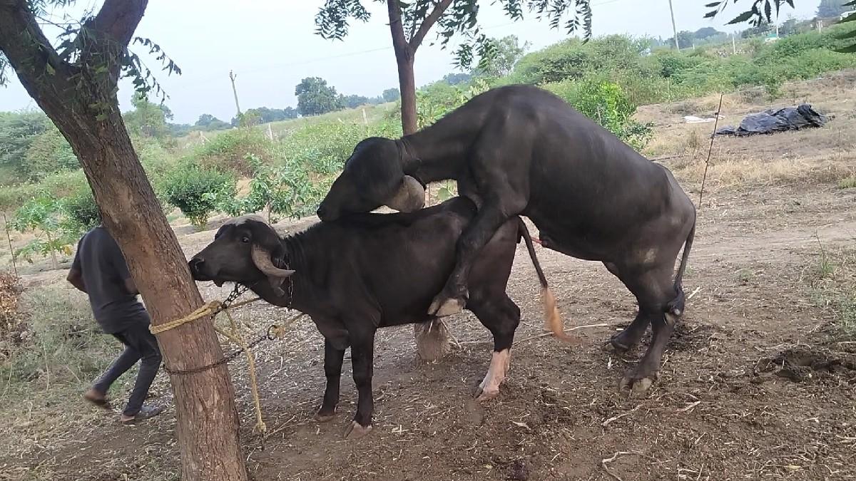 થંબનેલ 2