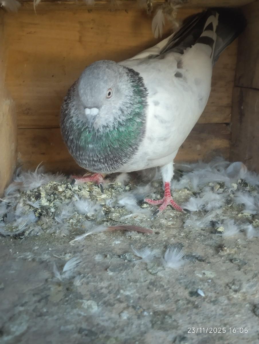 थंबनेल 3