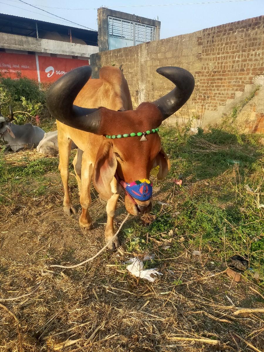 થંબનેલ 3