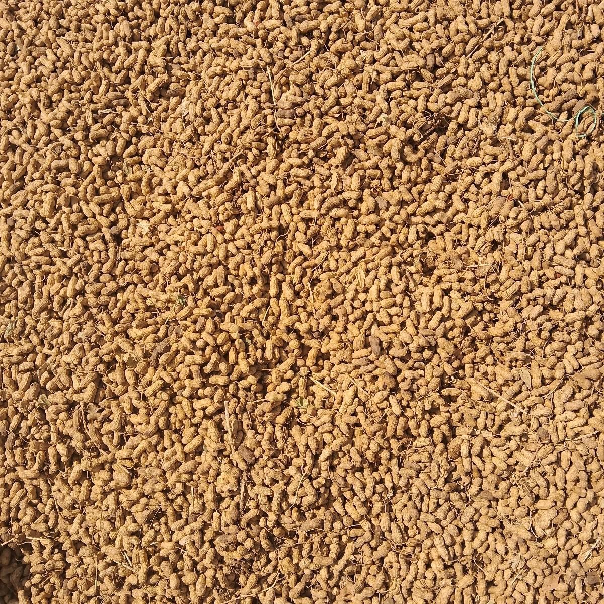 સિગંતેલ