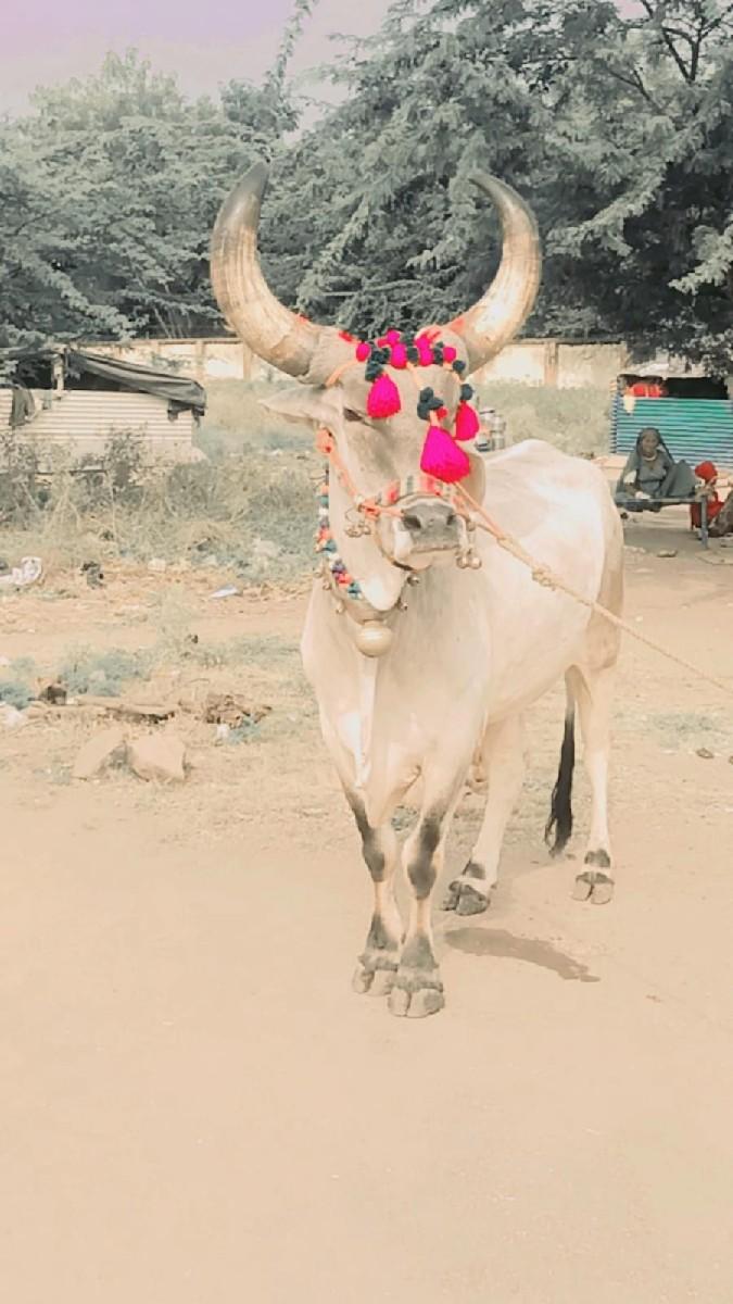 થંબનેલ 3