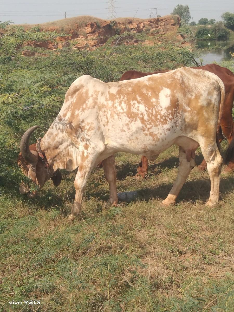 ગાય વેચવાની છે