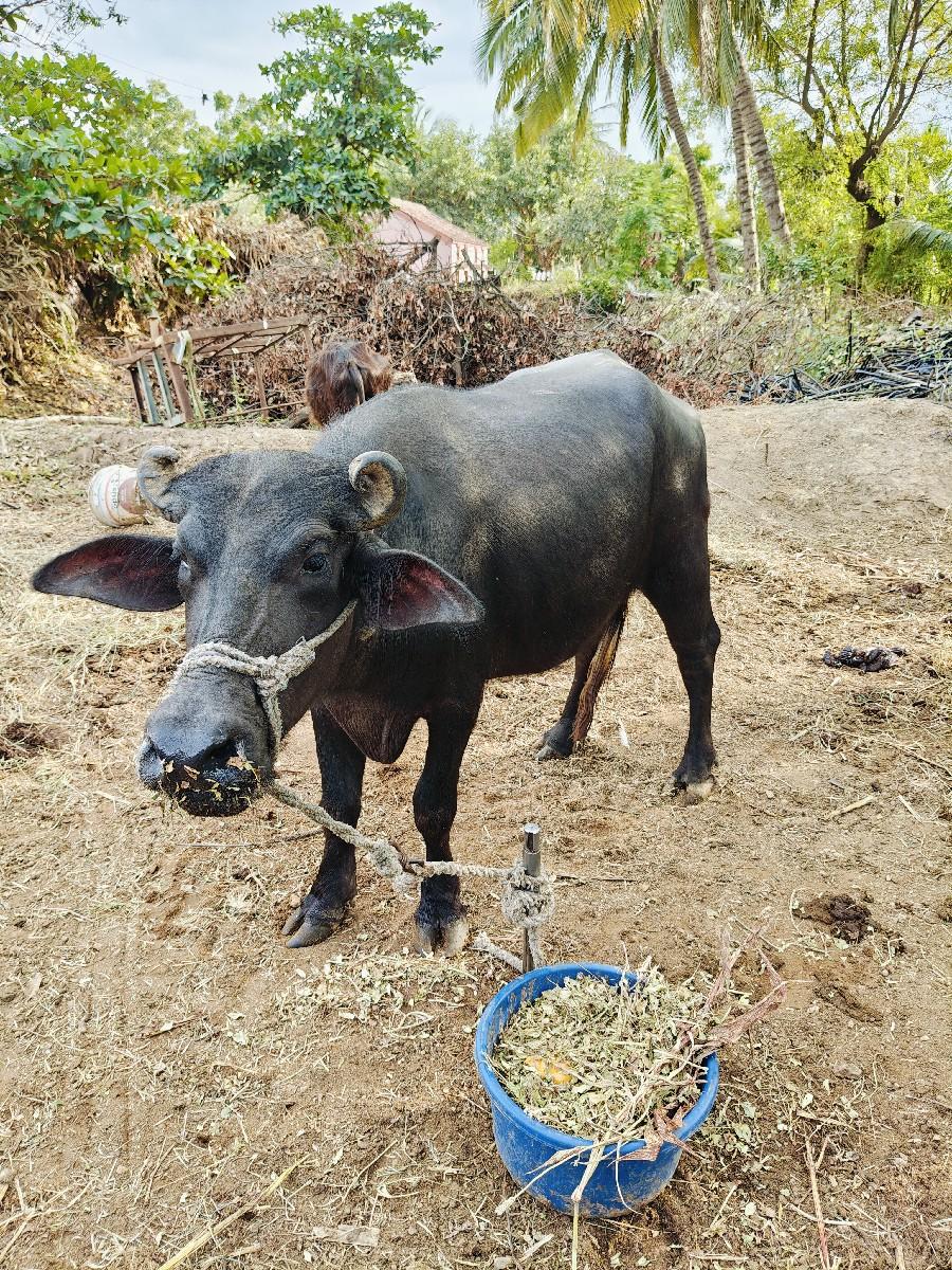 ૨૮ મહીના,3 મહીના ગર્ભની,બન્ની