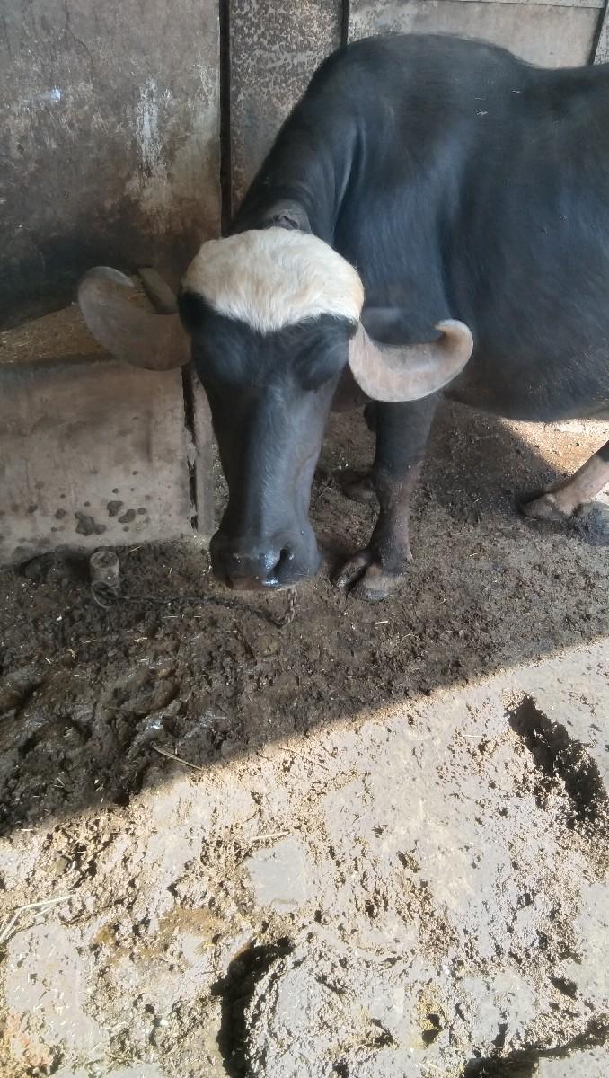 એક    બીજી.  એક. ત્રીજુસે