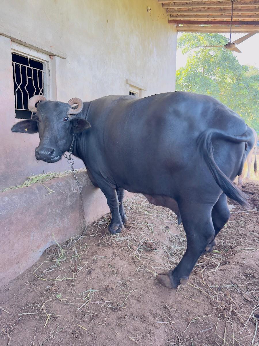 ભેંસ વેચવાની છે