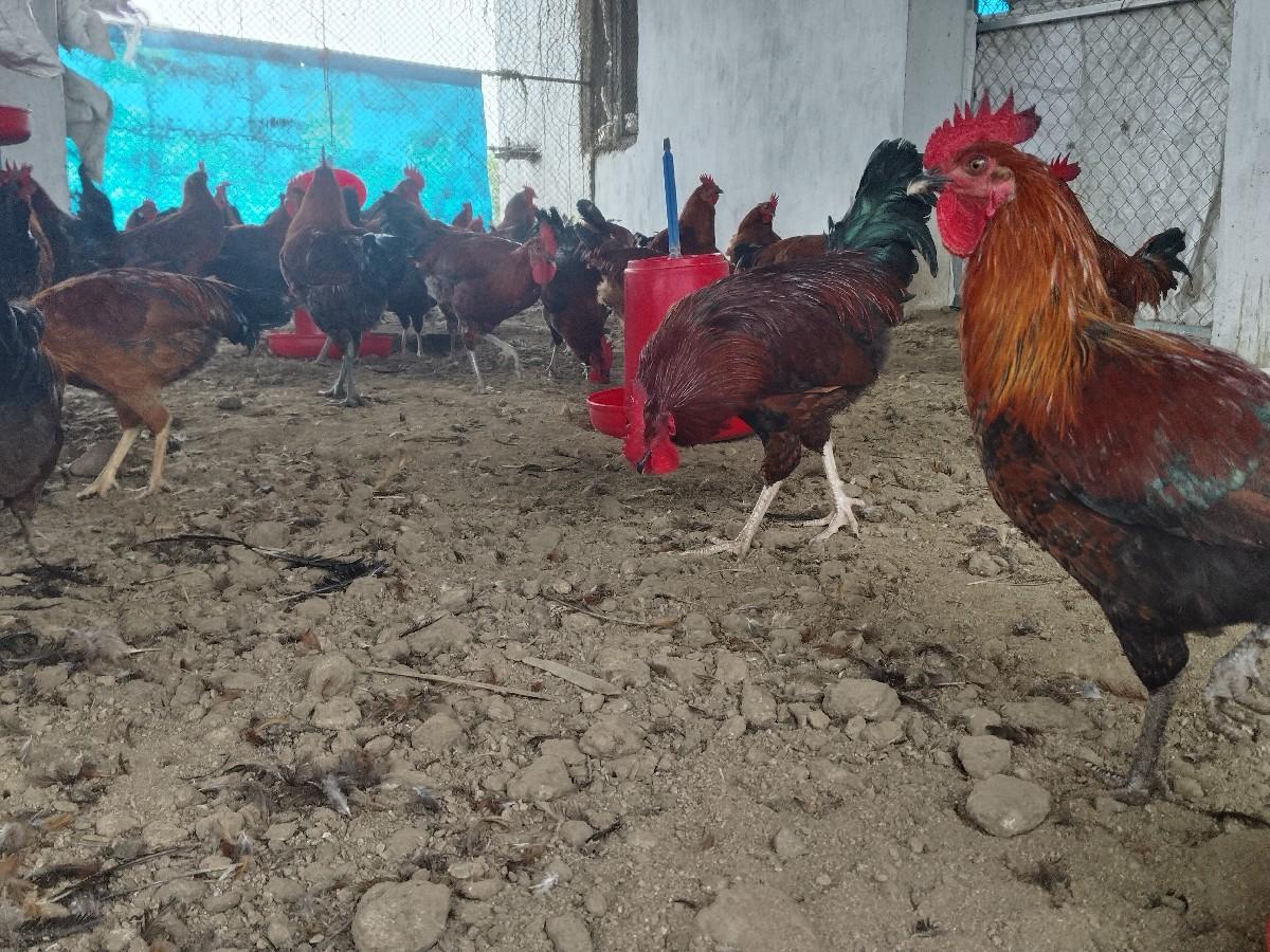 થંબનેલ 3