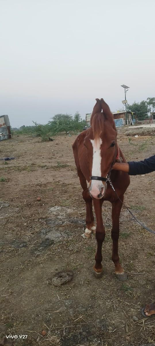 थंबनेल 2