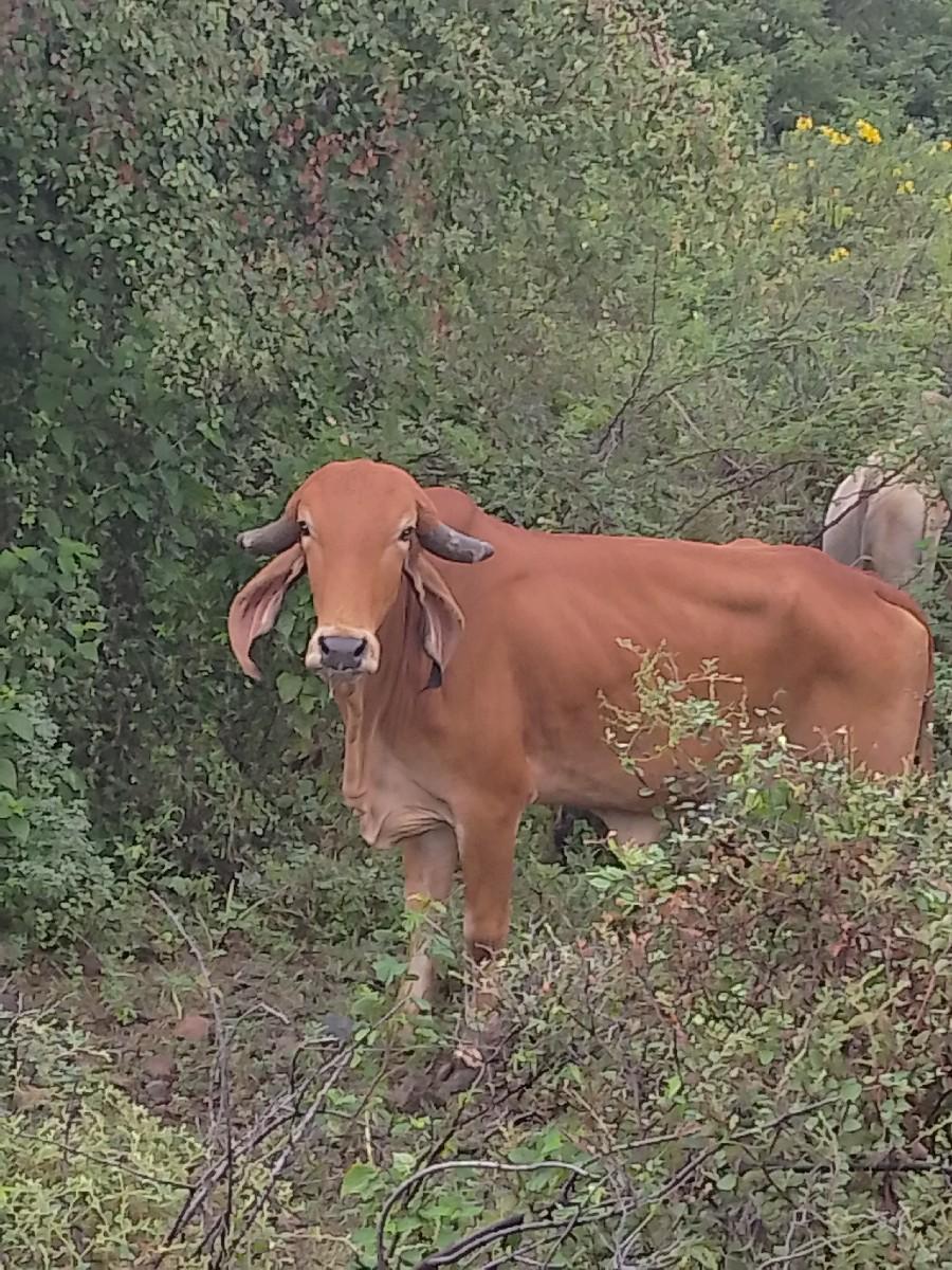 थंबनेल 2