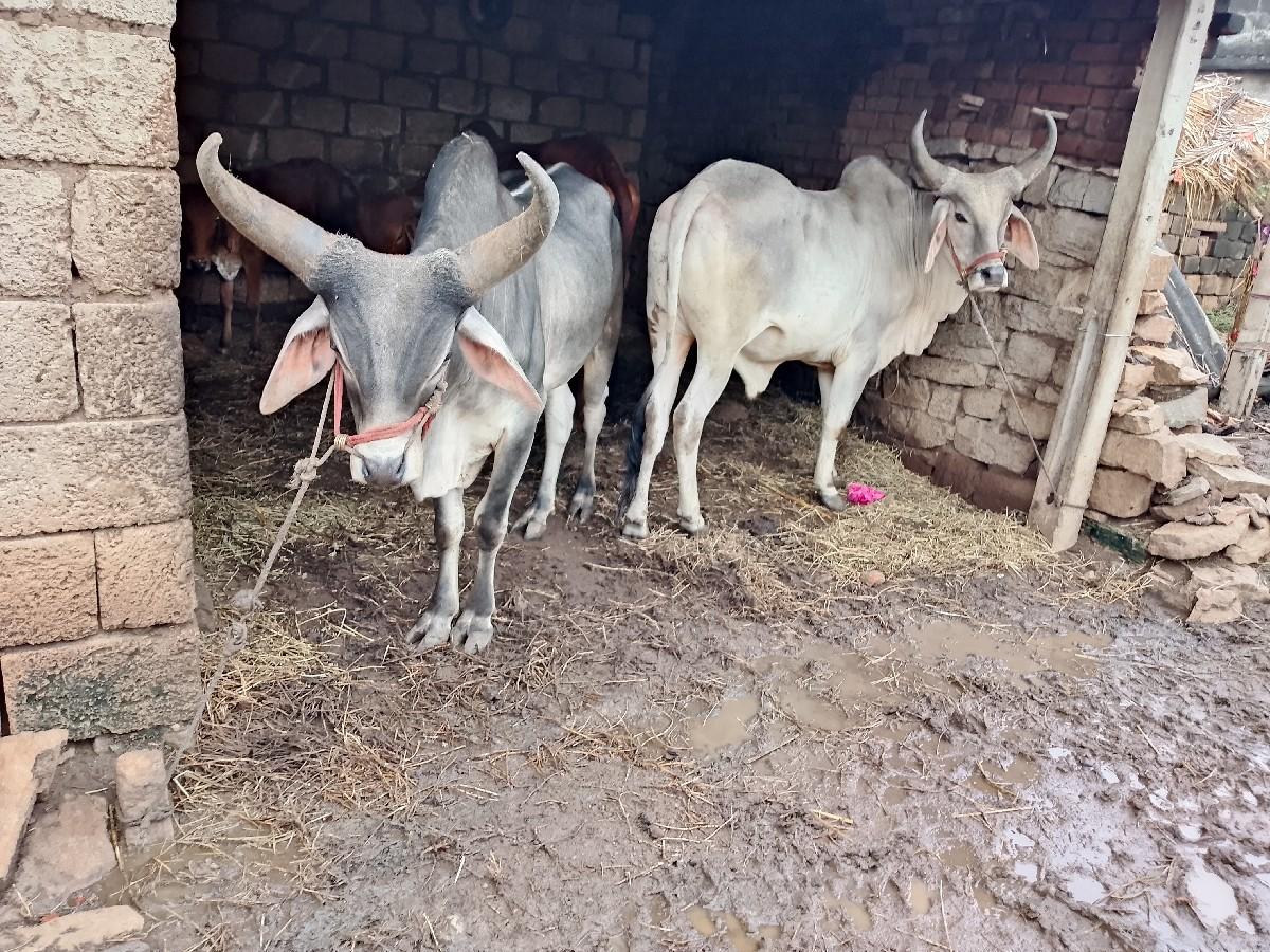 વઢીયારા બળદ વેચવાના છે સાવ સોજા