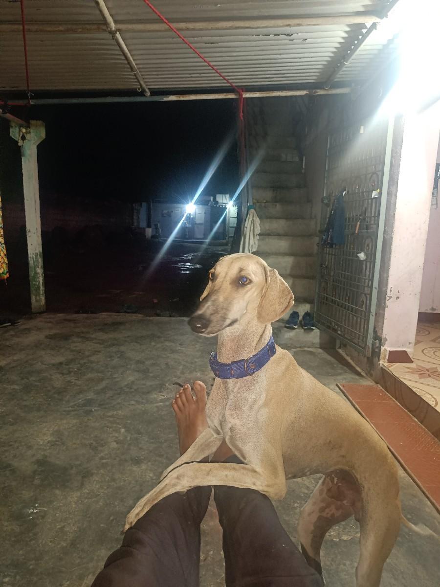 મીંઢોળ ડોગ વેસવા નો છે