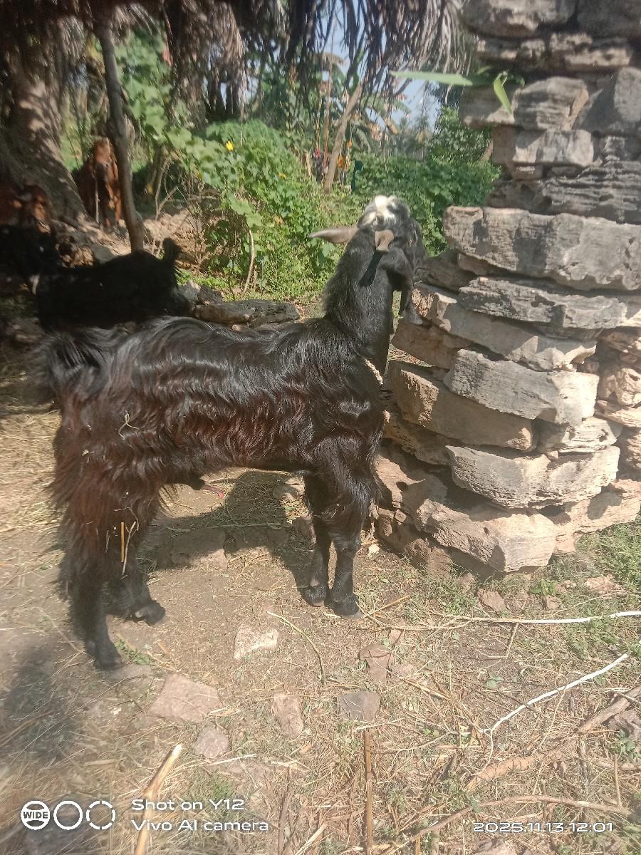 બોકડો વેચવાનો છે