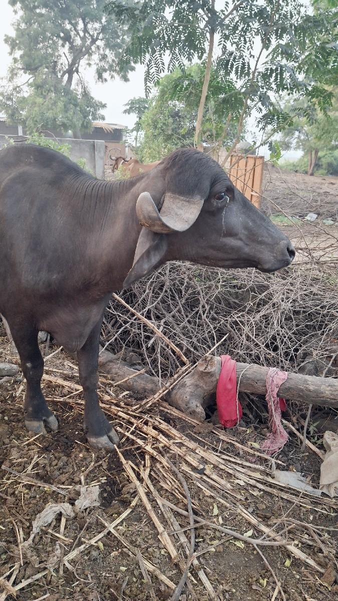 ભેંસ વેચવાની છે