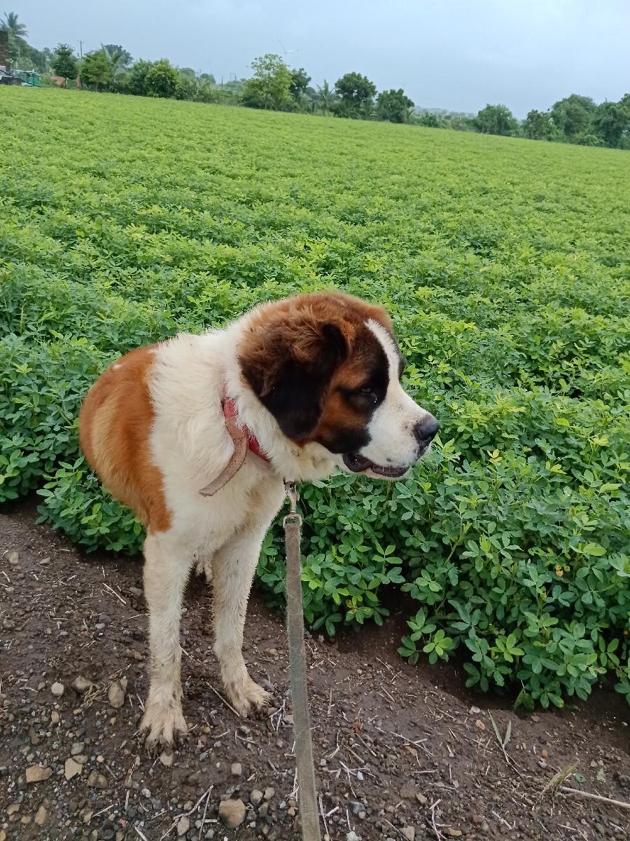 સેનબનર મેલ વેચવાનો છે