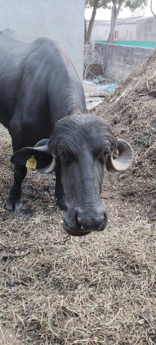 થંબનેલ 2