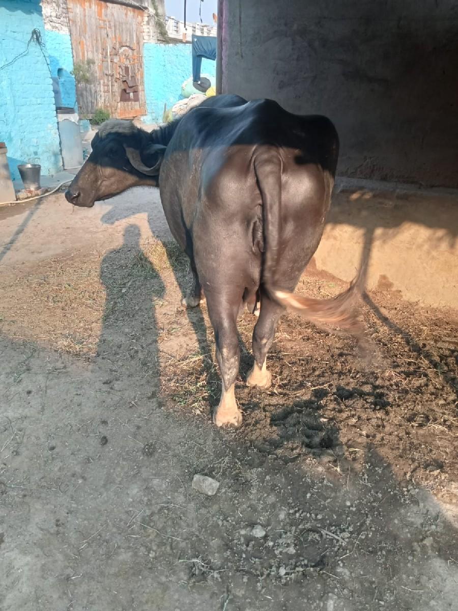 ભેંસ વેચવાની છે