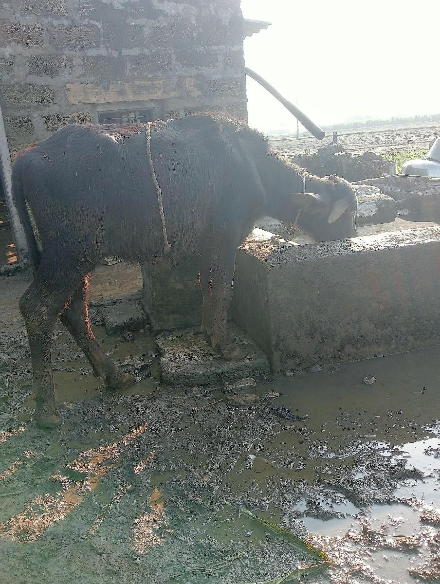 પાડી પાળવા આપવની શે