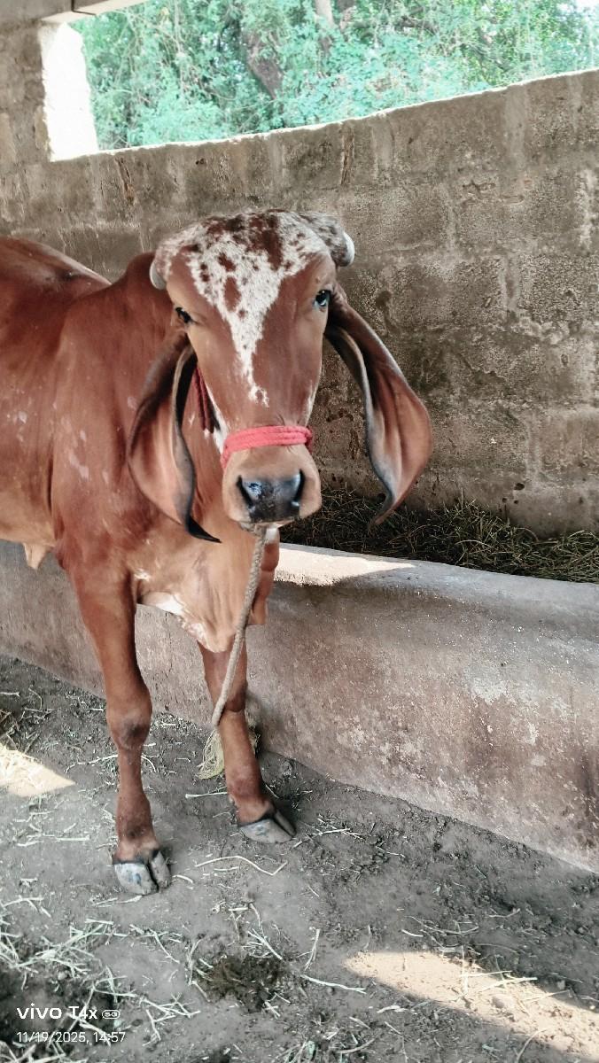 थंबनेल 2