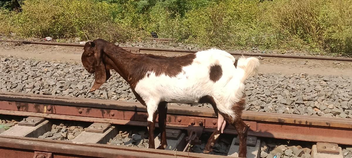 Totapuri Bakro ane Bakri.