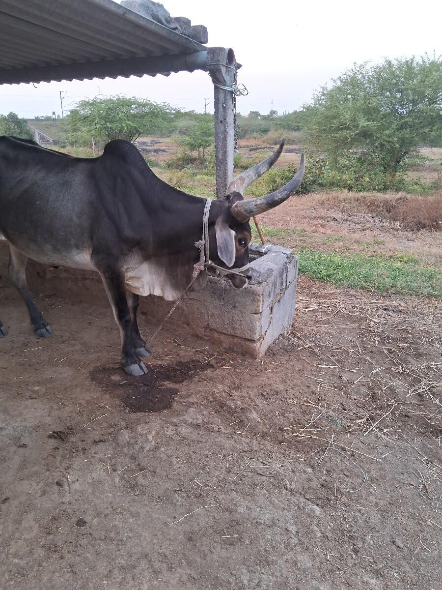 थंबनेल 2