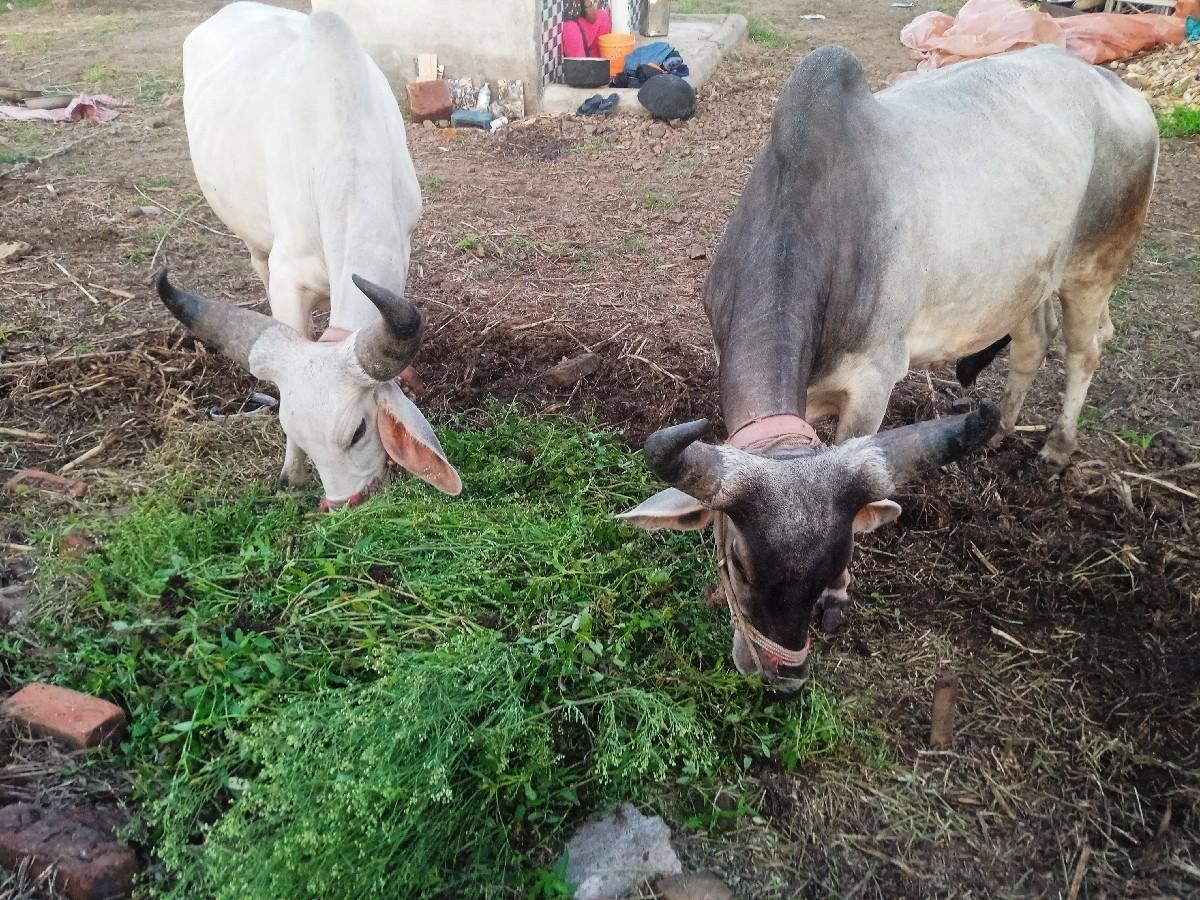 આ ગોડલા વેચવાના છે એક વાવણી વાવેલા