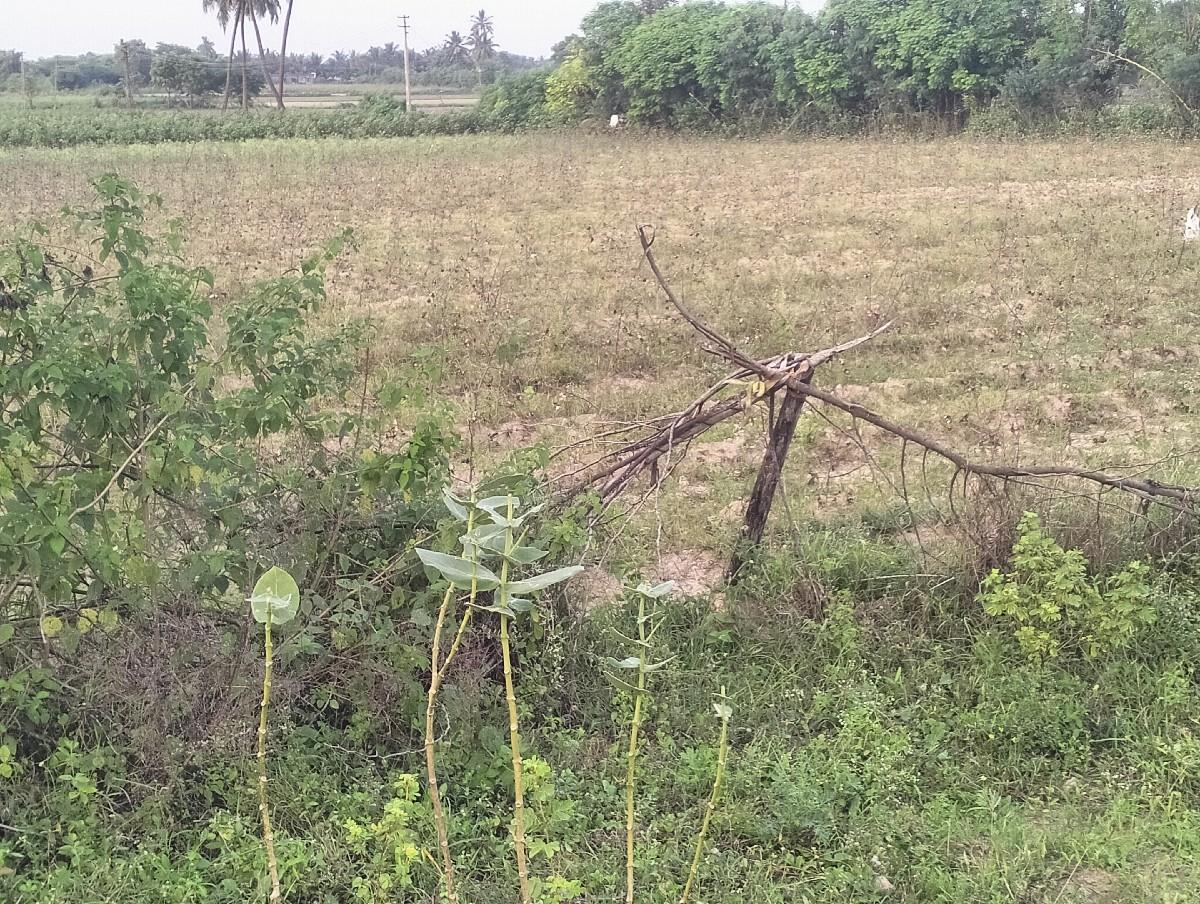 થંબનેલ 3