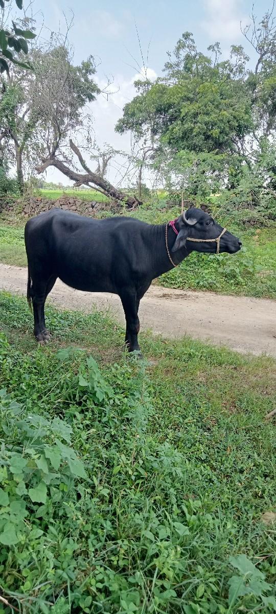 ખડેલી વેચવાની છે