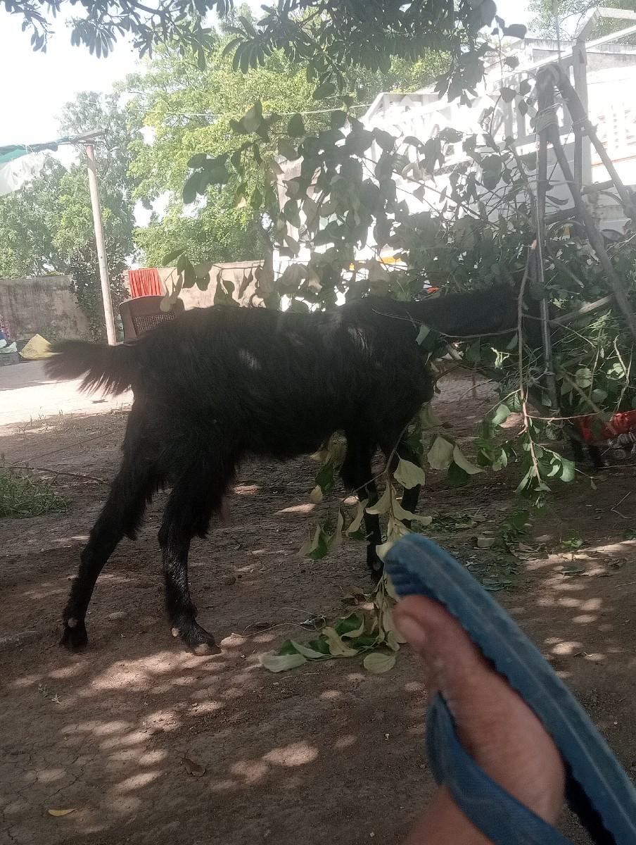 થંબનેલ 2