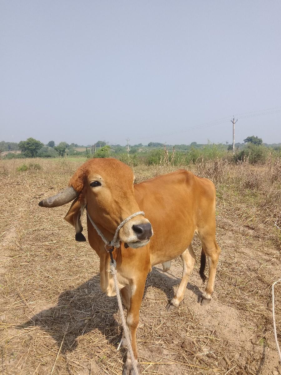 थंबनेल 2