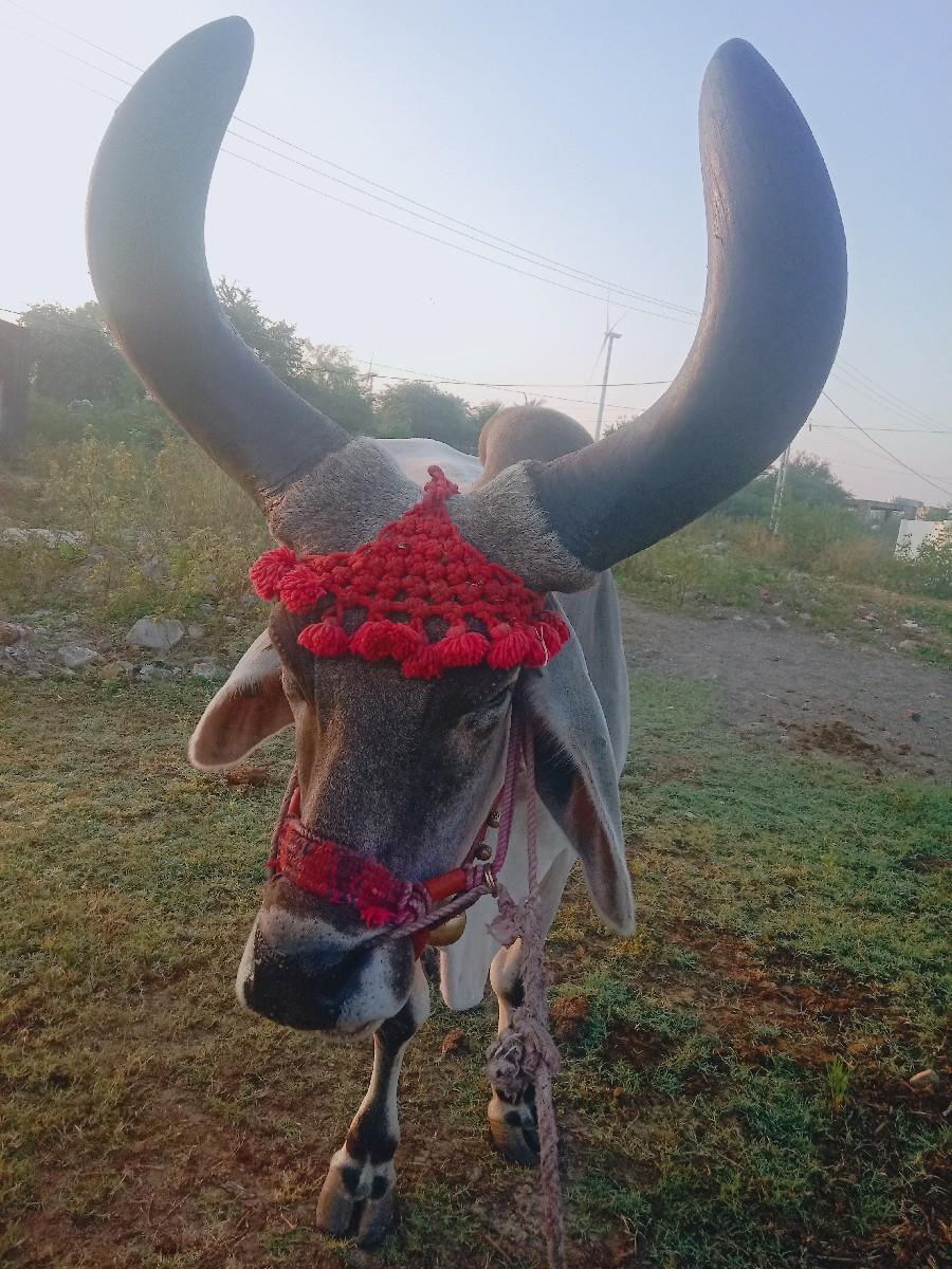 થંબનેલ 3