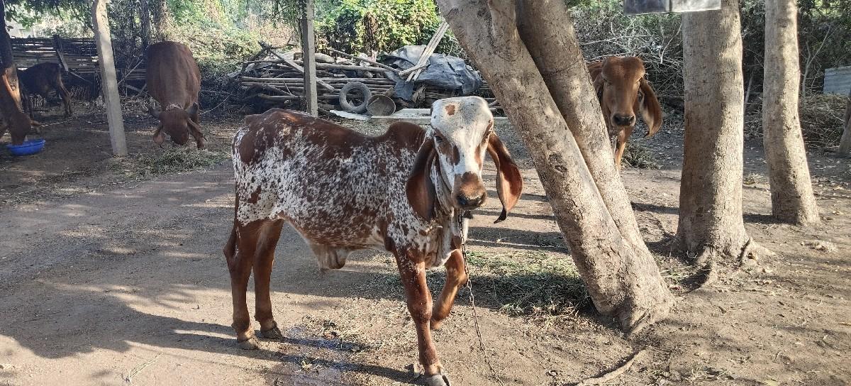 વાછડો રાઘવ નો