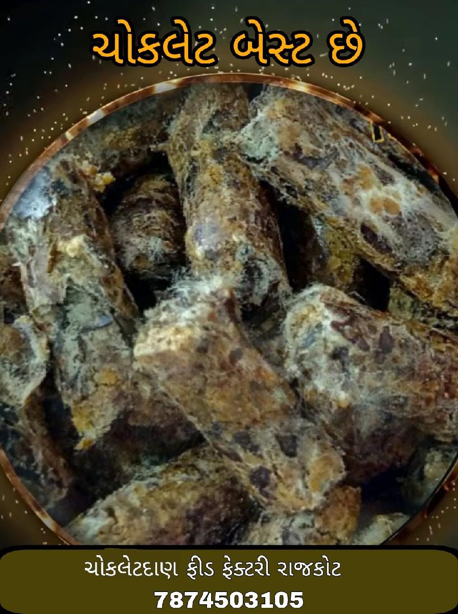 ગાય ને ભેંસ માટેની ચોકલેટ