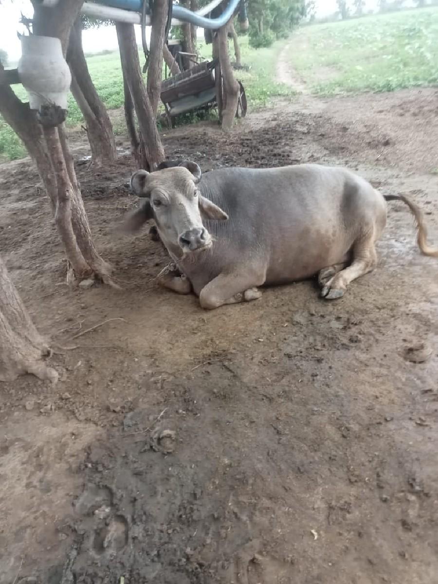 થંબનેલ 3