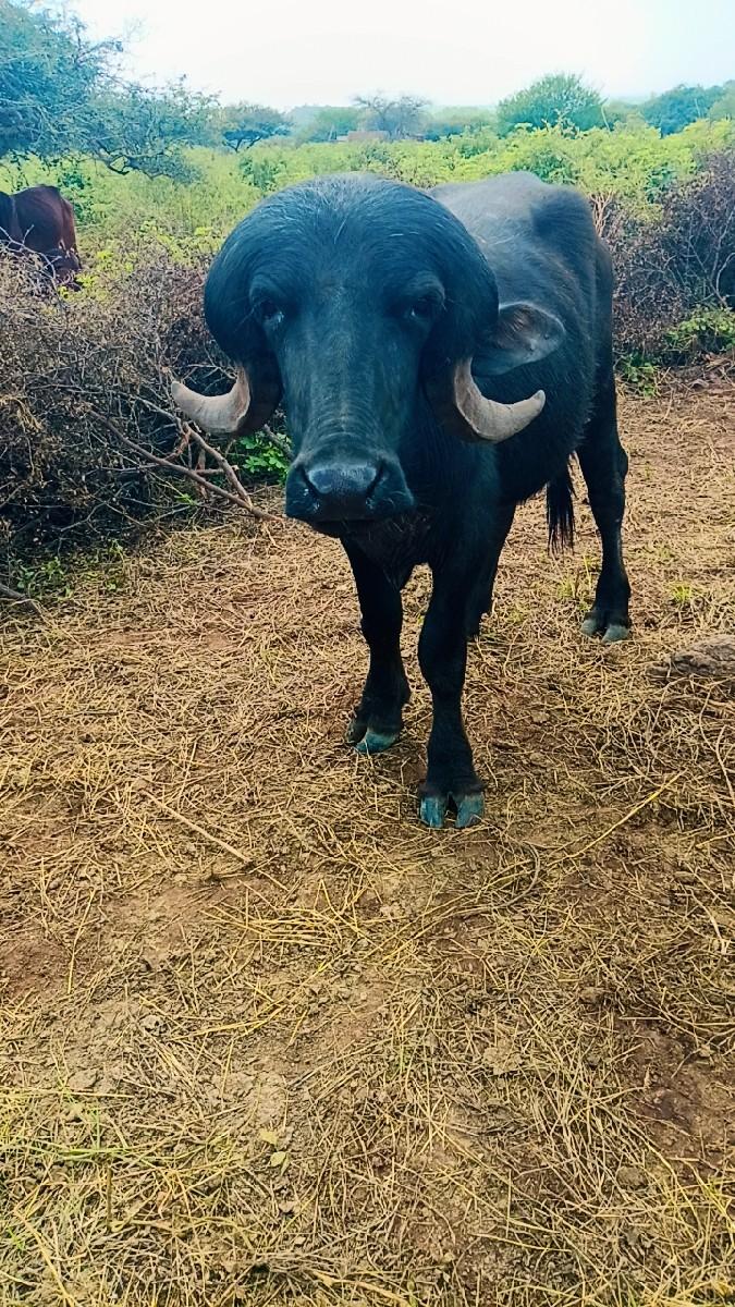 થંબનેલ 2