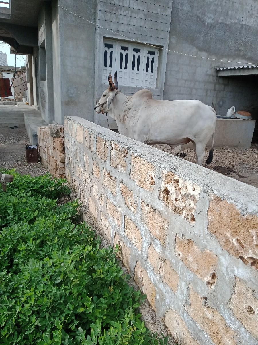 ગોંઢલા વેચવાના છે