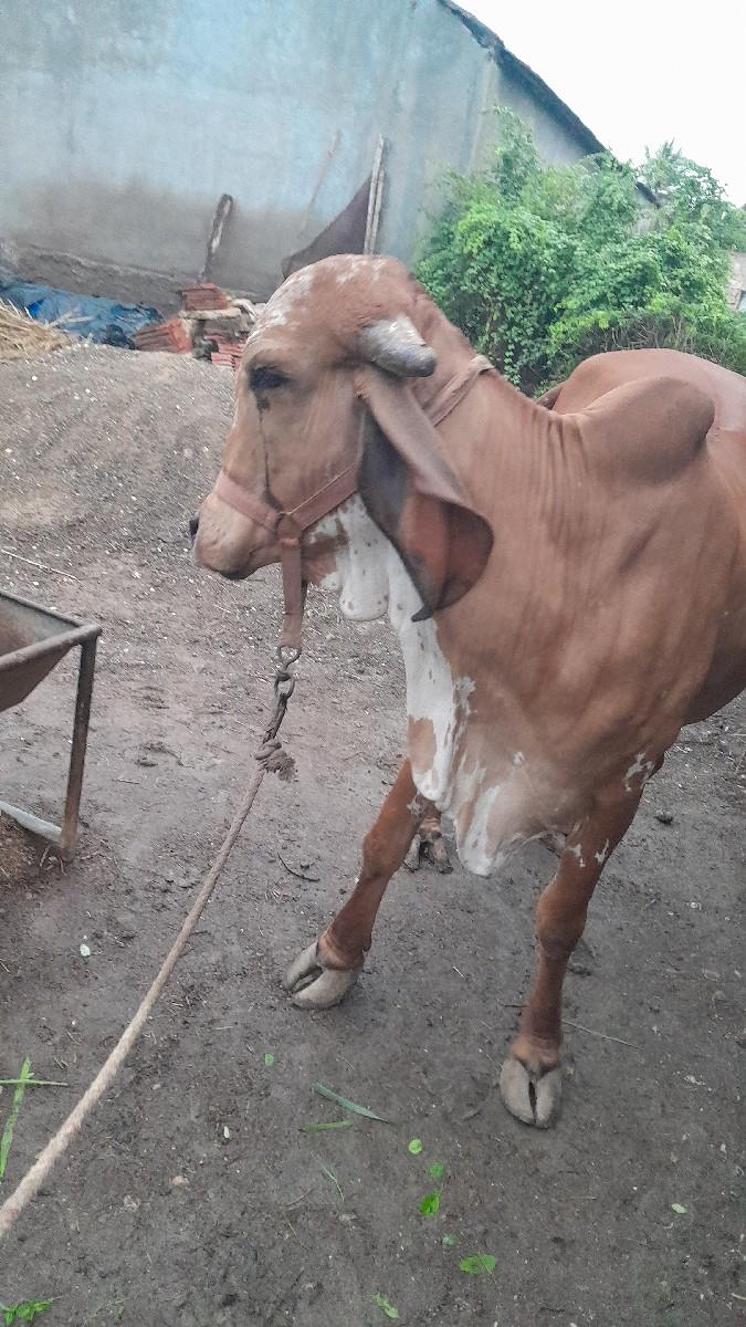 થંબનેલ 2