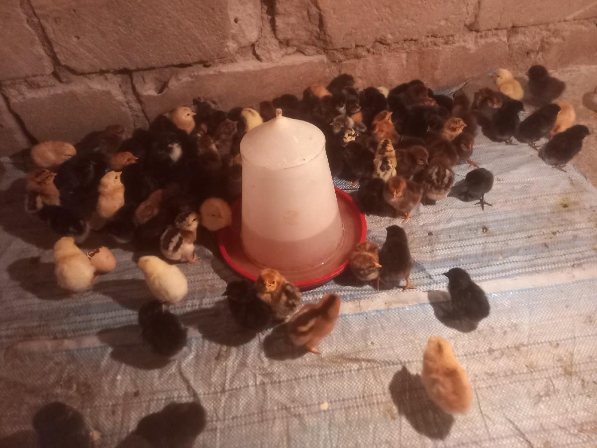 थंबनेल 2