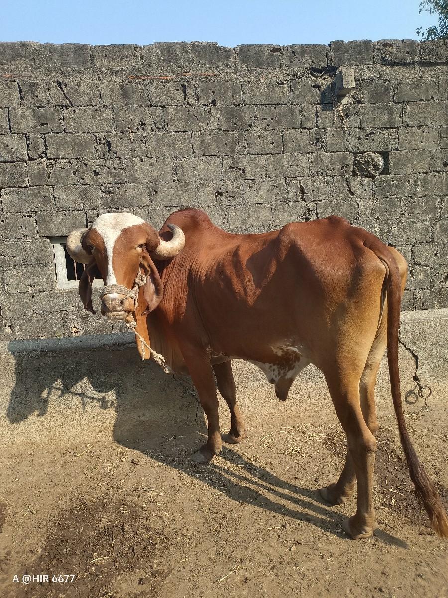 થંબનેલ 2