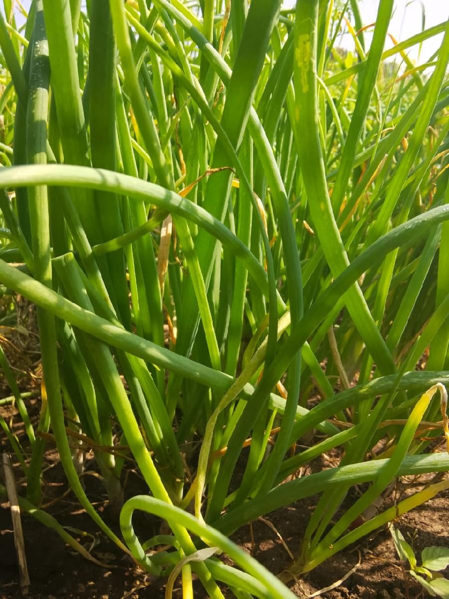 લીલો રોપ વેશવા નો છે