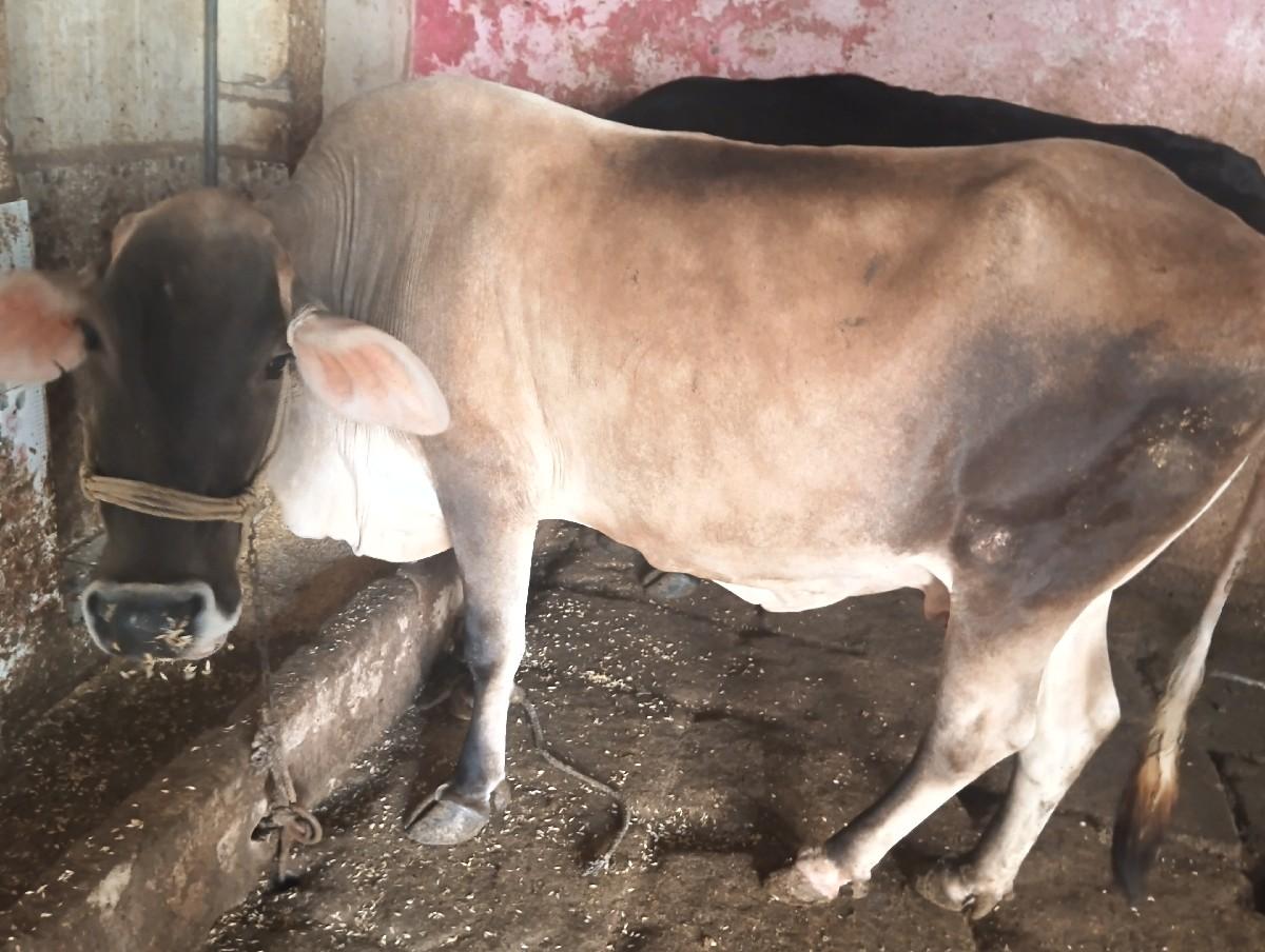 ઞાયવેચવાનીછે