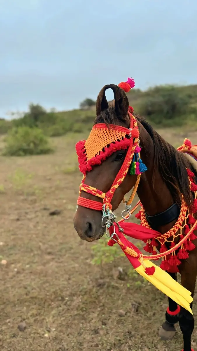 ઘોડો વેચવાનો છે