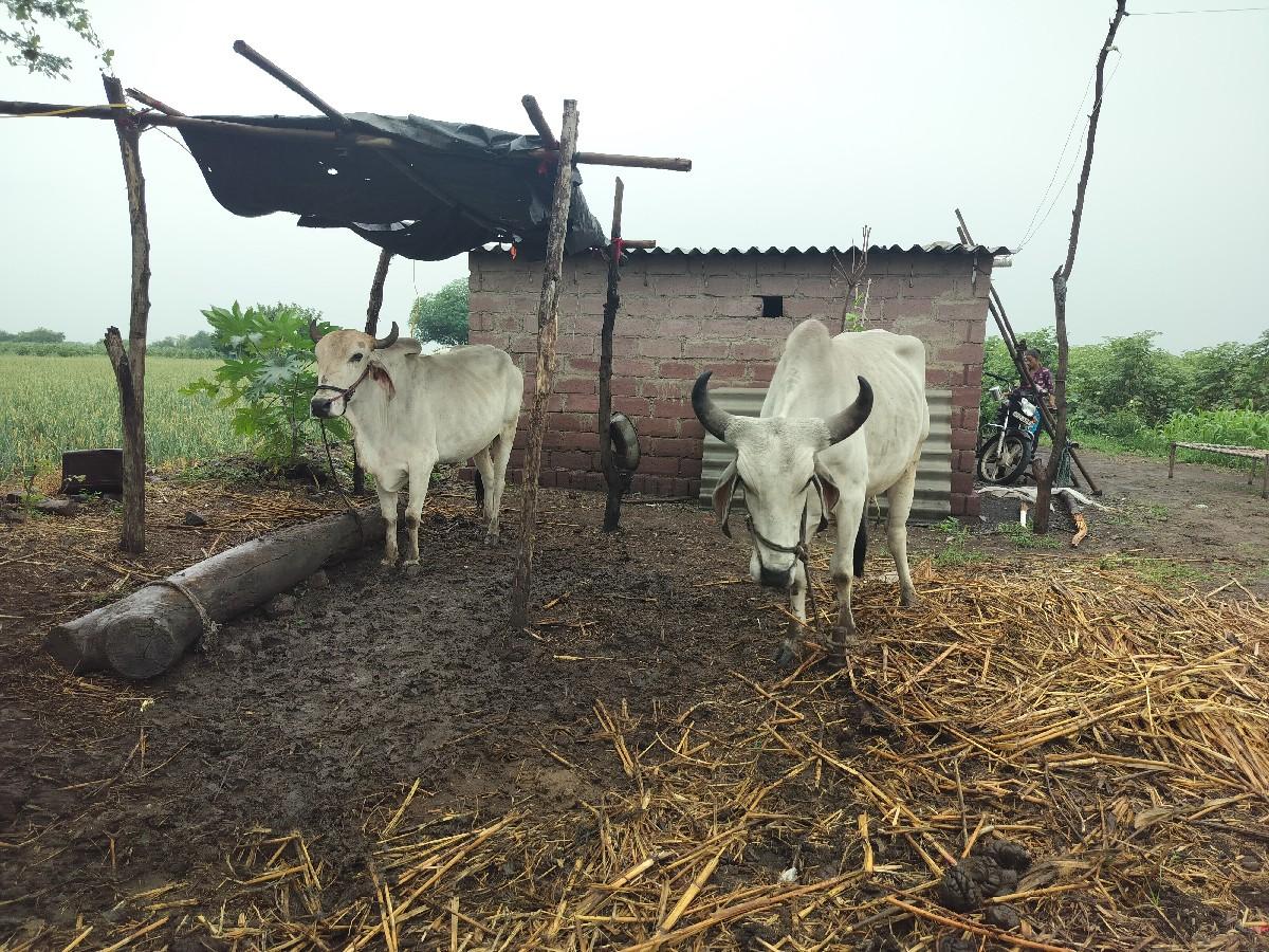 બળદ વેચવાના છે