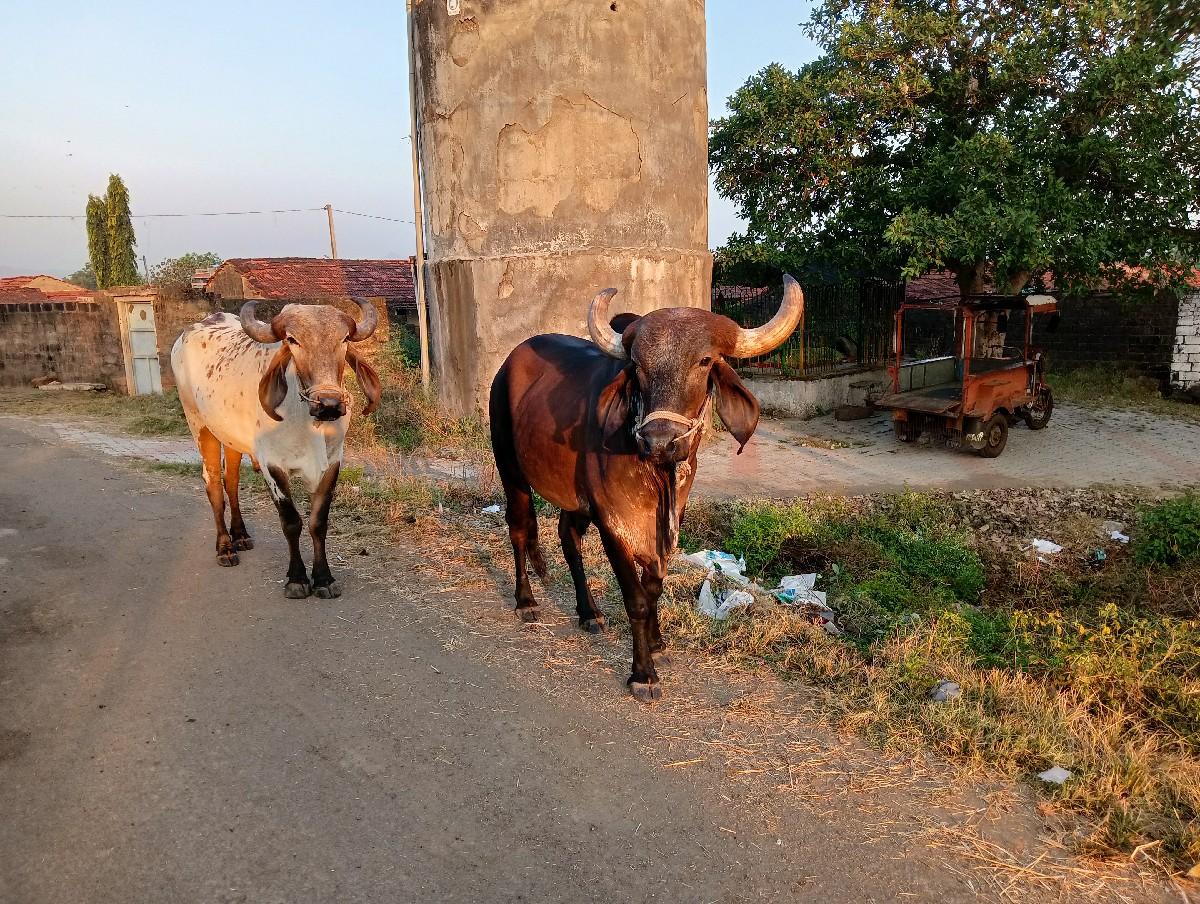 થંબનેલ 3