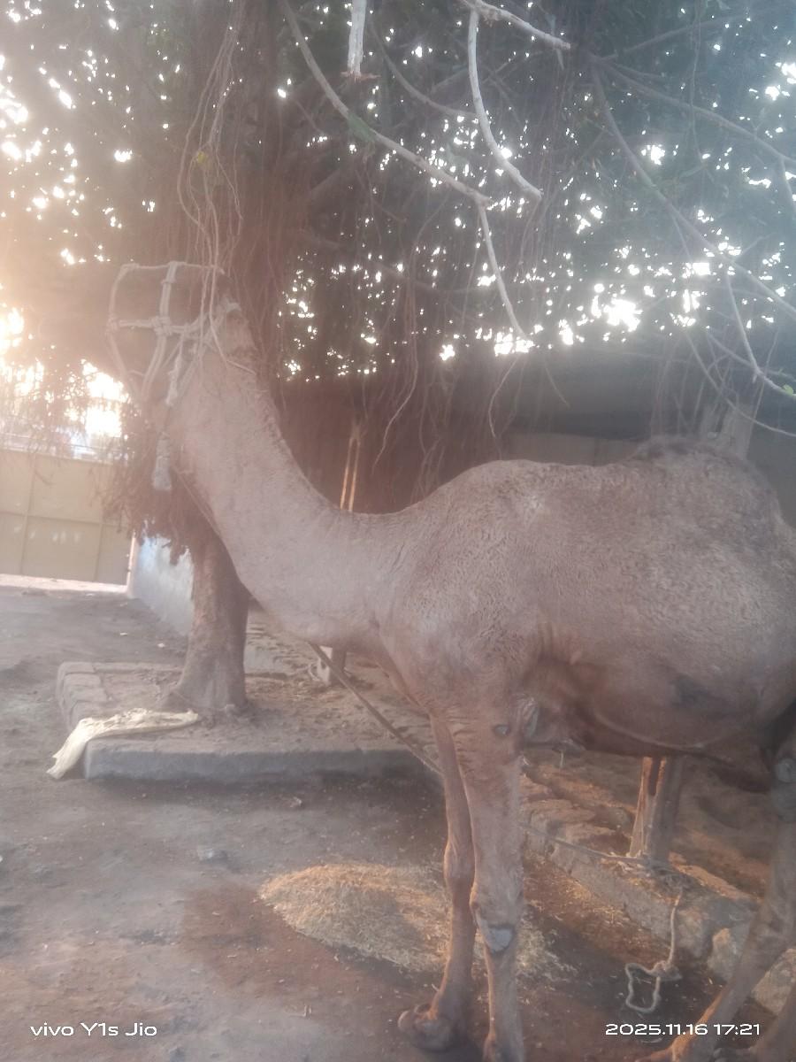 થંબનેલ 2