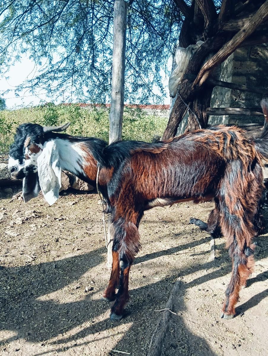 थंबनेल 3