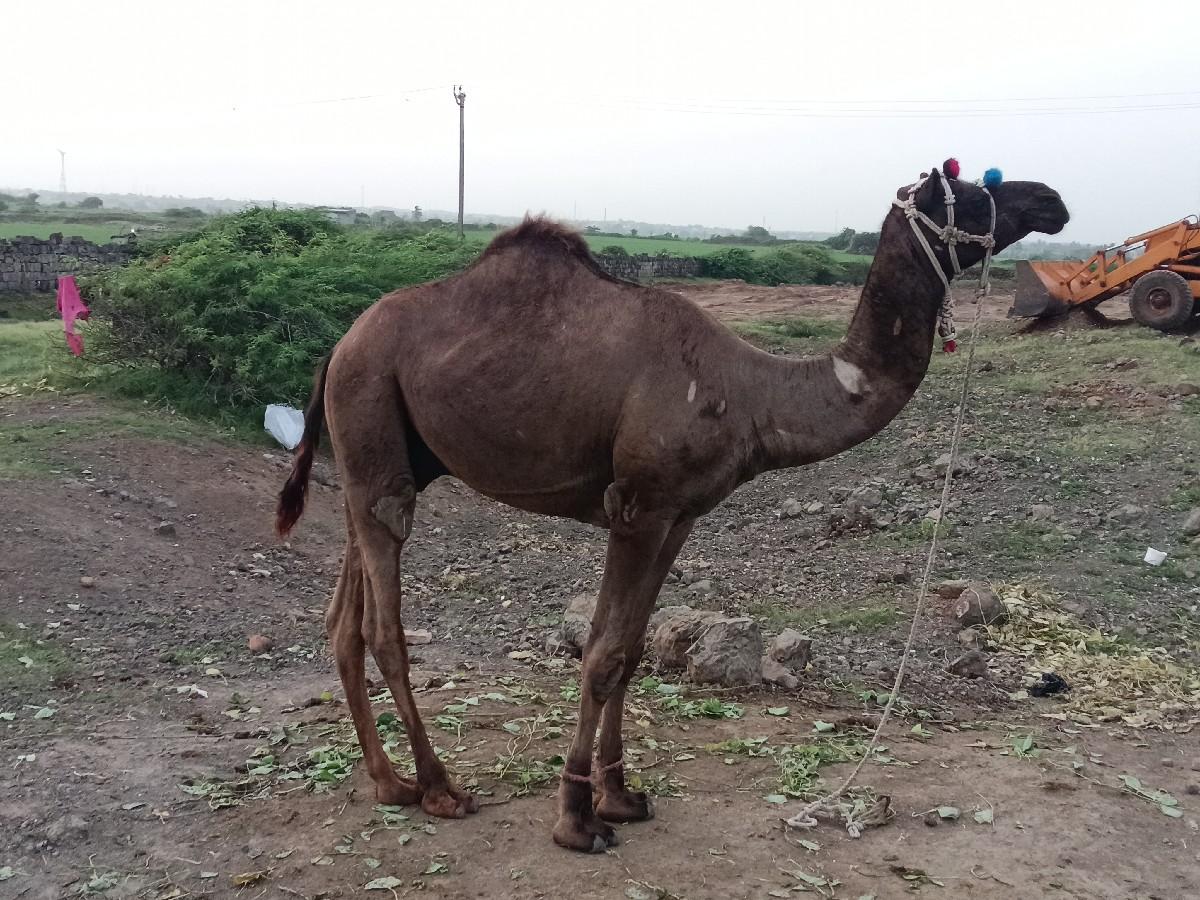 थंबनेल 2